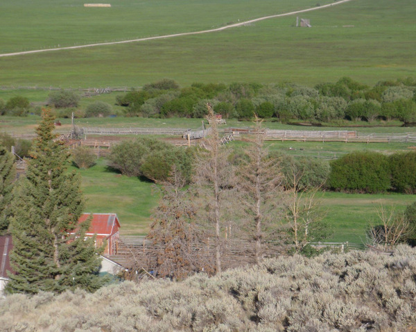 Big loud Golden Eagle in the tree - Tash Ranch.